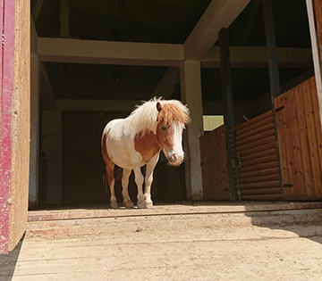 Caii și poneii de la Zoo, folosiți pentru hipoterapia persoanelor cu autism