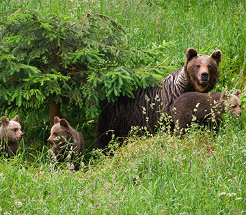 Primii urși care intră frecvent în oraș au fost prinși și relocați într-un alt fond cinegetic, aflat la câteva sute de kilometri de Brașov. Este vorba de o ursoaică, de aproximativ 8 ani, cu trei pui