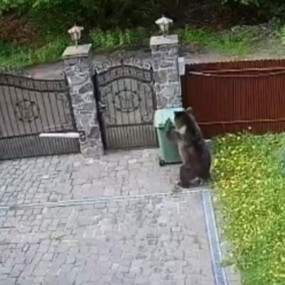 Tot mai mulți urși intră în zonele locuite din Brașov și Poiana Brașov