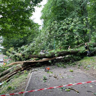 ,,Extragerea unor arbori din zona Aleii de sub Tâmpa este o urgență de gradul 0. Nu mai avem timp de pierdut”