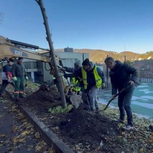 Campanie de plantări Sub Tâmpa – „Reparăm ce au stricat alții!“