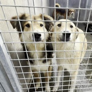 ,,Îți pasă de câinele tău? Te ajutăm, gratuit, să îl microcipezi, vaccinezi, deparazitezi și sterilizezi.”