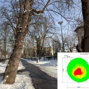Tomografii și rezistograme, soluțiile municipalității pentru evaluarea sănătății arborilor de pe domeniul public
