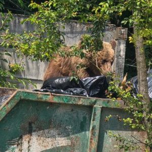 ,,Depinde și de noi, cetățenii, să avem mai puțini urși în oraș”